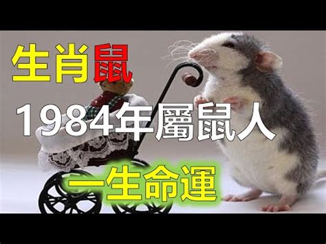 1984生效|1984年屬鼠是什麼命？最全鼠命命相批註！